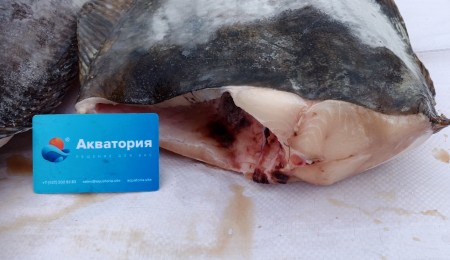 Палтус белокорый