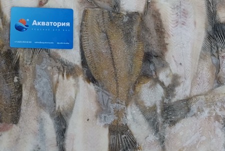 Камбала палтусовидная