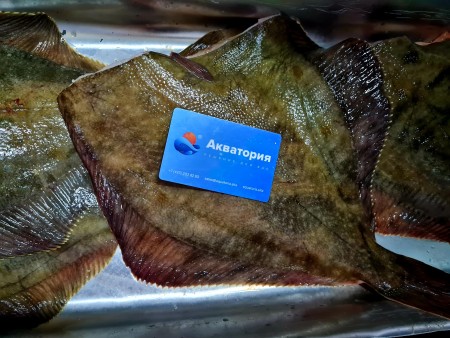 Камбала желтобрюхая