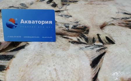 Камбала звёздчатая